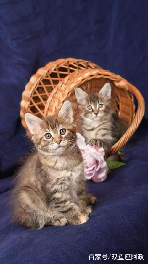 主题娱乐与礼遇指引